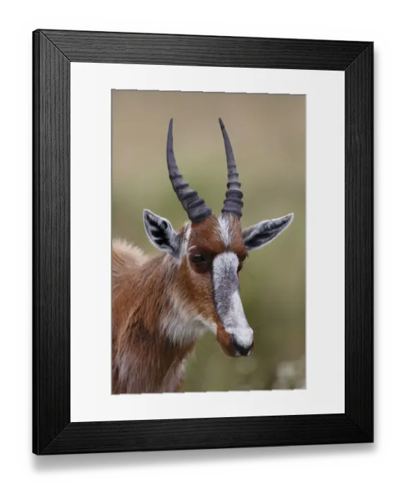 Framed Print : Bontebok (Damaliscus pygargus pygargus) juvenile, close-up of head, Bontebok N. P. Western Cape, South Africa, September Framed Print : Bontebok (Damaliscus pygargus pygargus) juvenile, close-up of head, Bontebok N. P. Western Cape, South Africa, September