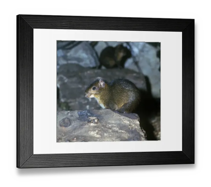 Framed Print : Acouchy (Myoprocta pratti) on wood London Zoo Framed Print : Acouchy (Myoprocta pratti) on wood London Zoo