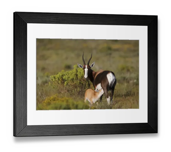 Framed Print : Bontebok (Damaliscus pygargus pygargus) adult female with calf, suckling, Bontebok N. P Framed Print : Bontebok (Damaliscus pygargus pygargus) adult female with calf, suckling, Bontebok N. P