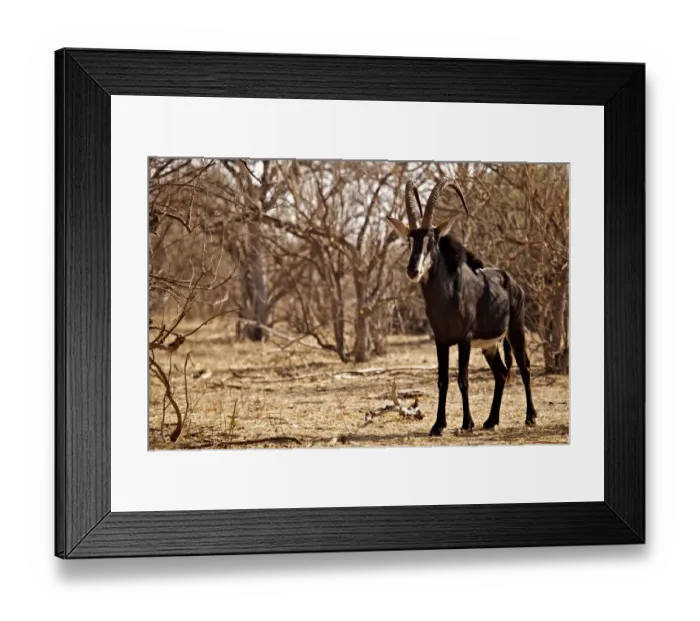 Framed Print : Sable Antelope (Hippotragus niger) adult male, standing in open woodland, Chobe N. P. Botswana, August Framed Print : Sable Antelope (Hippotragus niger) adult male, standing in open woodland, Chobe N. P. Botswana, August