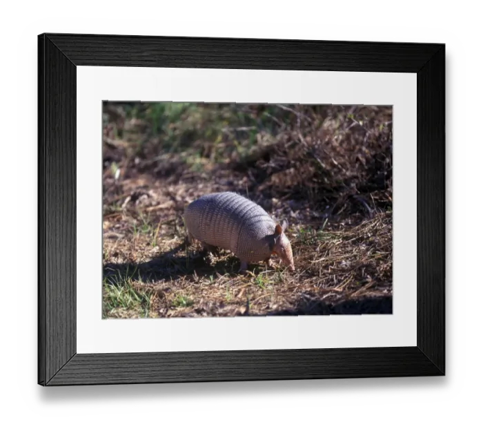 Framed Print : Nine-banded Armadillo (Dasypus novemcinctus) Florida Framed Print : Nine-banded Armadillo (Dasypus novemcinctus) Florida