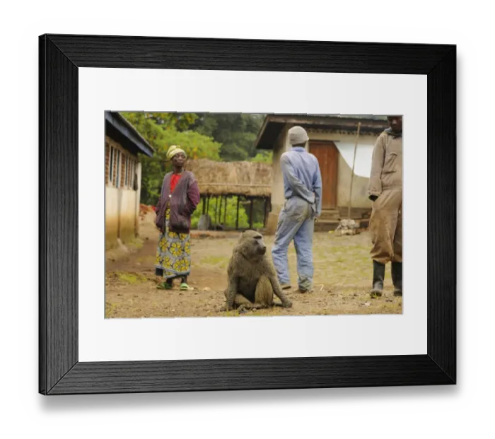 Framed Print : Olive Baboon (Papio anubis) adult, sitting in village with villagers, Kahuzi-Biega N. P Framed Print : Olive Baboon (Papio anubis) adult, sitting in village with villagers, Kahuzi-Biega N. P