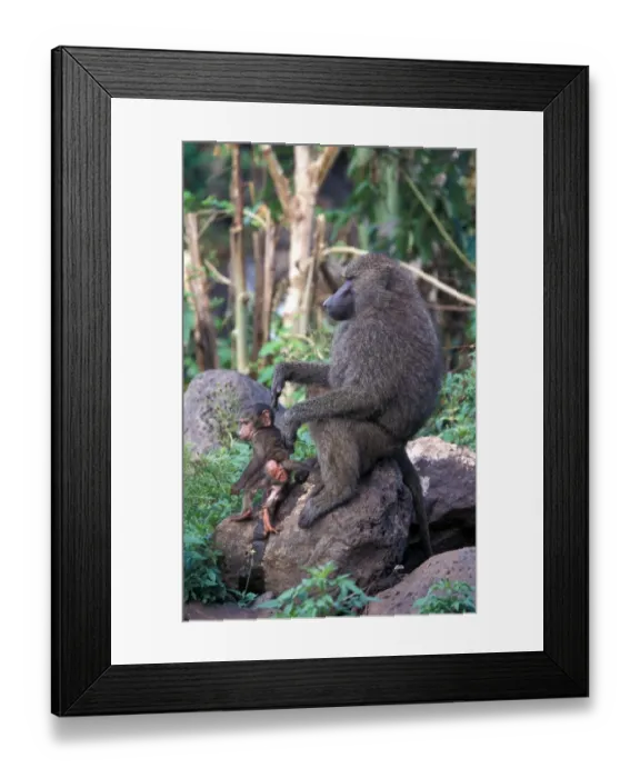 Framed Print : Olive Baboon (Papio anubis) Adult grooming young, Lake Manyara, Tanzania