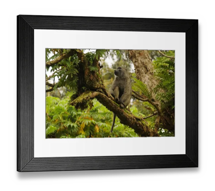 Framed Print : Olive Baboon (Papio anubis) adult, sitting on branch in tree, Kahuzi-Biega N. P