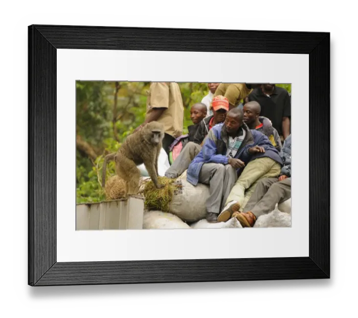 Framed Print : Olive Baboon (Papio anubis) adult, stealing food from truck with villagers along road, Kahuzi-Biega N. P Framed Print : Olive Baboon (Papio anubis) adult, stealing food from truck with villagers along road, Kahuzi-Biega N. P
