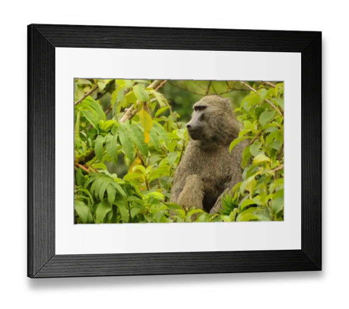 Framed Print : Olive Baboon (Papio anubis) adult, sitting in tree, Kahuzi-Biega N. P. Kivu Region, Democratic Republic of Congo