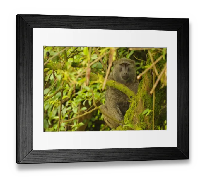 Framed Print : Olive Baboon (Papio anubis) adult, sitting in tree, Kahuzi-Biega N. P. Kivu Region, Democratic Republic of Congo Framed Print : Olive Baboon (Papio anubis) adult, sitting in tree, Kahuzi-Biega N. P. Kivu Region, Democratic Republic of Congo