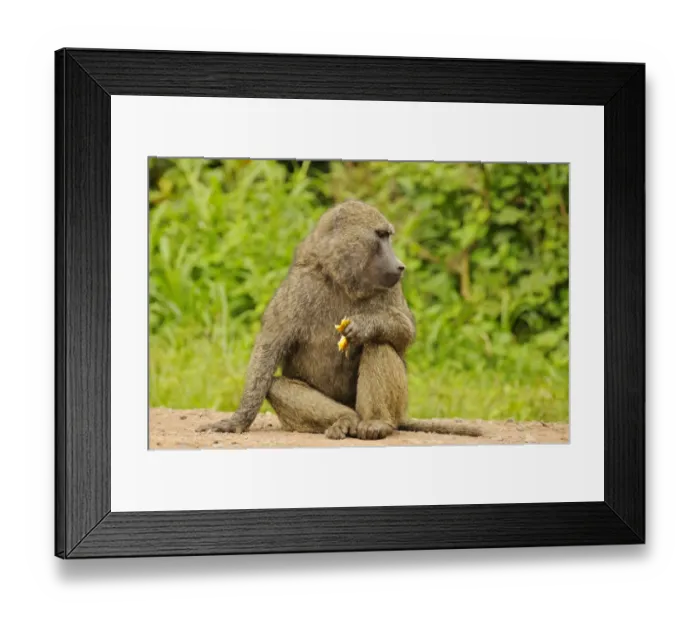 Framed Print : Olive Baboon (Papio anubis) adult, feeding, sitting on road, Kahuzi-Biega N. P Framed Print : Olive Baboon (Papio anubis) adult, feeding, sitting on road, Kahuzi-Biega N. P