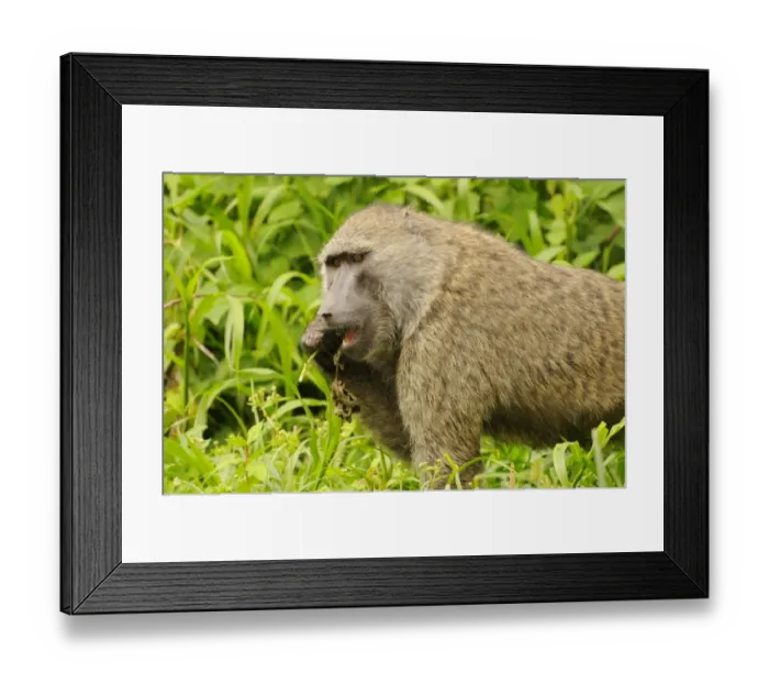 Framed Print : Olive Baboon (Papio anubis) adult, feeding, Kahuzi-Biega N. P. Kivu Region, Democratic Republic of Congo, november Framed Print : Olive Baboon (Papio anubis) adult, feeding, Kahuzi-Biega N. P. Kivu Region, Democratic Republic of Congo, november