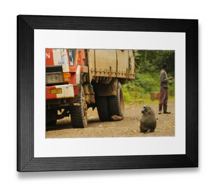 Framed Print : Olive Baboon (Papio anubis) adult, stealing food from trucks along road, Kahuzi-Biega N. P Framed Print : Olive Baboon (Papio anubis) adult, stealing food from trucks along road, Kahuzi-Biega N. P