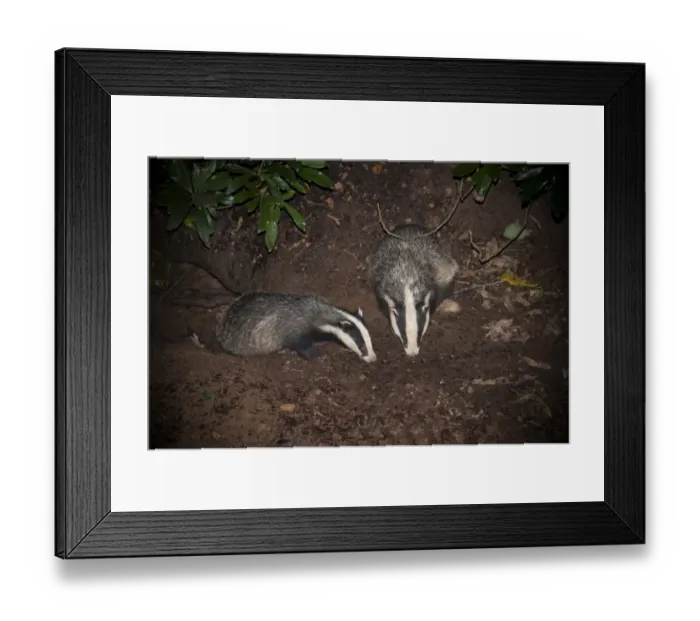 Framed Print : Eurasian Badger (Meles meles) two adults, foraging at entrance to sett at night, Lancashire, England, August Framed Print : Eurasian Badger (Meles meles) two adults, foraging at entrance to sett at night, Lancashire, England, August