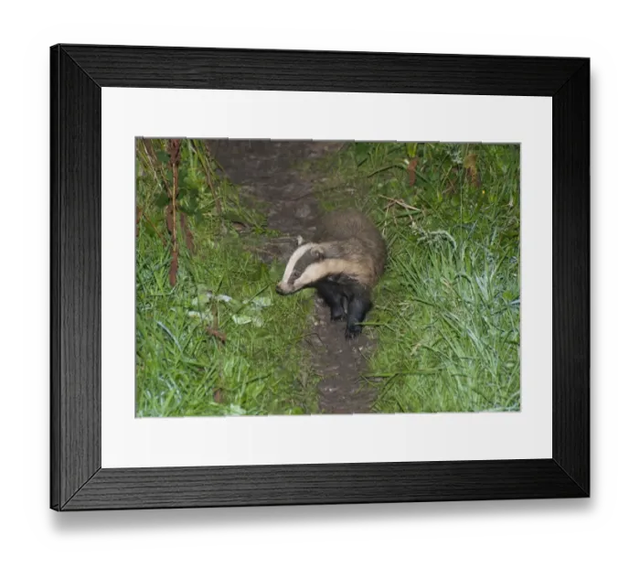 Framed Print : Eurasian Badger (Meles meles) adult, standing on worn trail at night, Cumbria, England, August