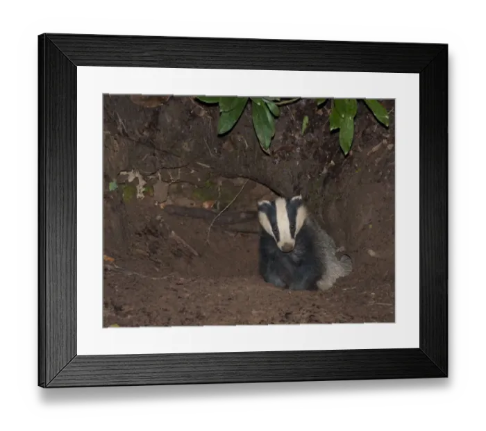 Framed Print : Eurasian Badger (Meles meles) adult, at entrance to sett at night, Lancashire, England, August Framed Print : Eurasian Badger (Meles meles) adult, at entrance to sett at night, Lancashire, England, August