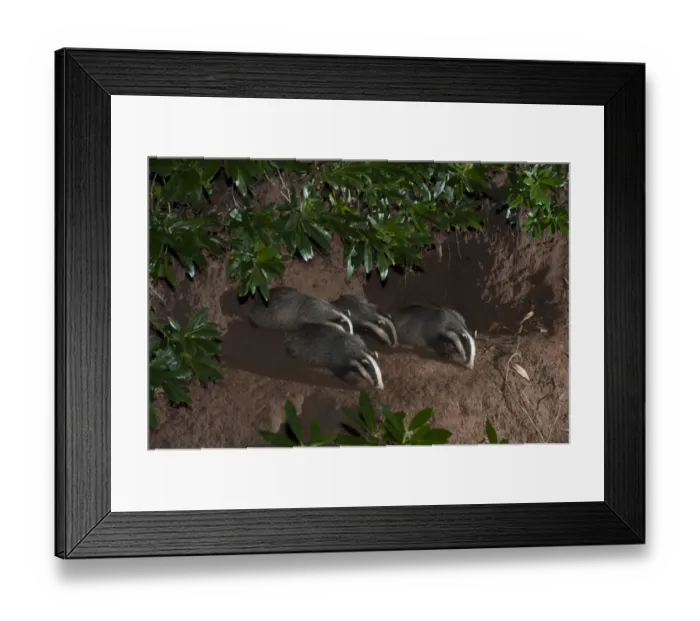 Framed Print : Eurasian Badger (Meles meles) four adults, foraging at entrance to sett at night, Lancashire, England, August Framed Print : Eurasian Badger (Meles meles) four adults, foraging at entrance to sett at night, Lancashire, England, August