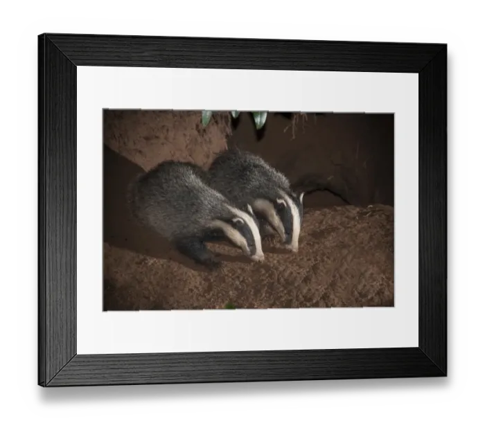 Framed Print : Eurasian Badger (Meles meles) two adults, foraging at entrance to sett at night, Lancashire, England, August Framed Print : Eurasian Badger (Meles meles) two adults, foraging at entrance to sett at night, Lancashire, England, August