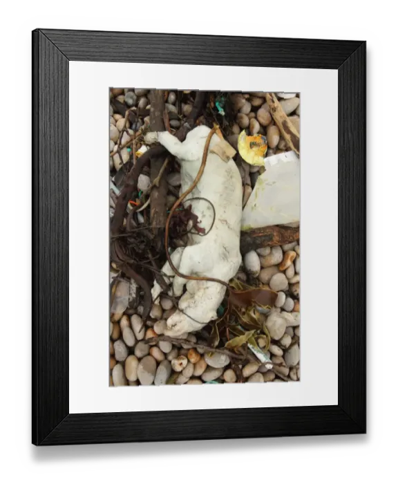 Framed Print : Eurasian Badger (Meles meles) dead adult, on shingle beach strandline, Chesil Beach, Dorset, England, September Framed Print : Eurasian Badger (Meles meles) dead adult, on shingle beach strandline, Chesil Beach, Dorset, England, September