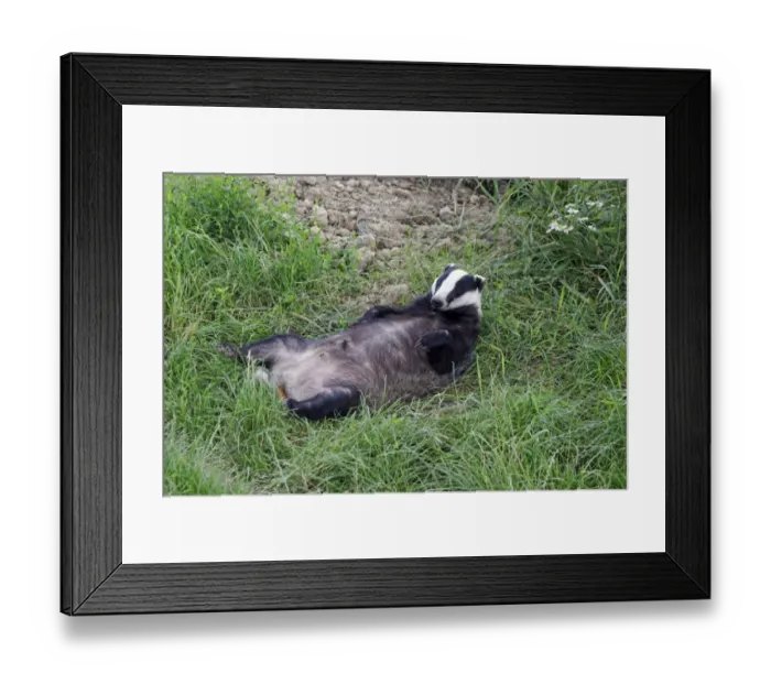 Framed Print : Eurasian Badger (Meles meles) adult, resting on back, England, July (captive) Framed Print : Eurasian Badger (Meles meles) adult, resting on back, England, July (captive)