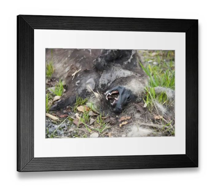 Framed Print : Eurasian Badger (Meles meles) dead adult, decomposing on roadside, Reaseheath, Nantwich, Cheshire, England, October