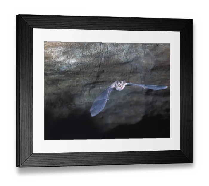 Framed Print : BatHorseshoe Greater (Rhinolophus ferrum-equipum) Flying in cave Framed Print : BatHorseshoe Greater (Rhinolophus ferrum-equipum) Flying in cave