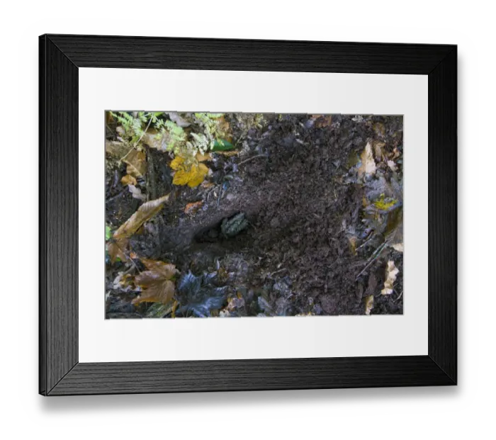 Framed Print : Eurasian Badger (Meles meles) droppings in scraped dung pit, Beeston Castle, Tarporley, Cheshire, England, November Framed Print : Eurasian Badger (Meles meles) droppings in scraped dung pit, Beeston Castle, Tarporley, Cheshire, England, November