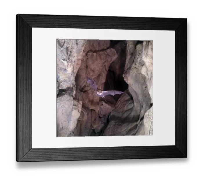 Framed Print : BatGreater Horseshoe (Rhinolophus ferrum-equinum) Framed Print : BatGreater Horseshoe (Rhinolophus ferrum-equinum)
