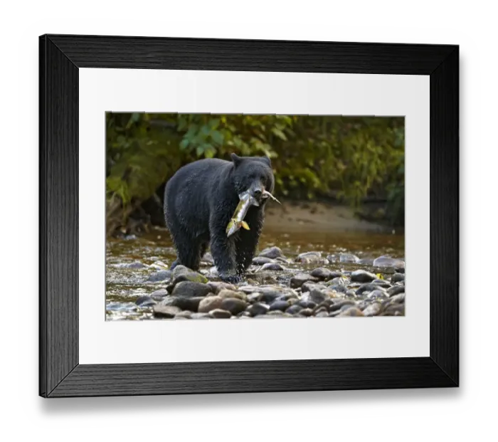 Framed Print : American Black Bear (Ursus americanus kermodei) adult, feeding on Chinook Salmon (Oncorhynchus tshawytscha) catch