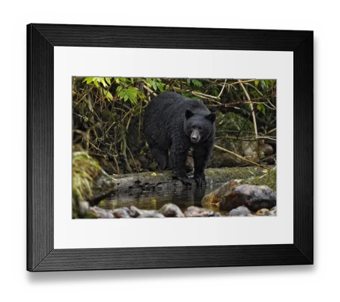 Framed Print : American Black Bear (Ursus americanus kermodei) adult, fishing for salmon at edge of river in temperate coastal Framed Print : American Black Bear (Ursus americanus kermodei) adult, fishing for salmon at edge of river in temperate coastal