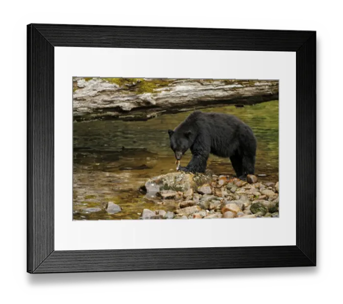 Framed Print : American Black Bear (Ursus americanus kermodei) adult, feeding on catch, fishing for salmon at edge of river in Framed Print : American Black Bear (Ursus americanus kermodei) adult, feeding on catch, fishing for salmon at edge of river in