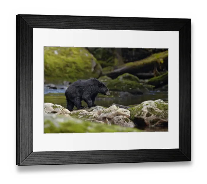 Framed Print : American Black Bear (Ursus americanus kermodei) adult, fishing for salmon at edge of river in temperate coastal
