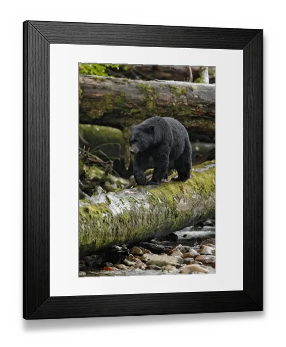 Framed Print : American Black Bear (Ursus americanus kermodei) adult, walking along fallen tree trunk over river in temperate coastal Framed Print : American Black Bear (Ursus americanus kermodei) adult, walking along fallen tree trunk over river in temperate coastal