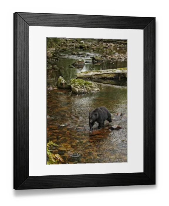 Framed Print : American Black Bear (Ursus americanus kermodei) adult, fishing for salmon at edge of river in temperate coastal Framed Print : American Black Bear (Ursus americanus kermodei) adult, fishing for salmon at edge of river in temperate coastal