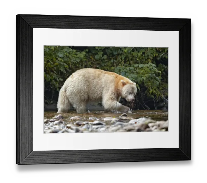 Framed Print : American Black Bear (Ursus americanus kermodei) Spirit Bear white morph, adult Framed Print : American Black Bear (Ursus americanus kermodei) Spirit Bear white morph, adult