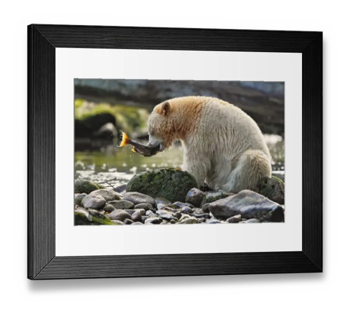 Framed Print : American Black Bear (Ursus americanus kermodei) Spirit Bear white morph, adult, feeding on catch Framed Print : American Black Bear (Ursus americanus kermodei) Spirit Bear white morph, adult, feeding on catch
