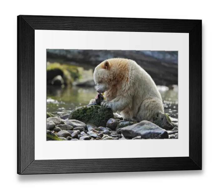 Framed Print : American Black Bear (Ursus americanus kermodei) Spirit Bear white morph, adult, feeding on catch Framed Print : American Black Bear (Ursus americanus kermodei) Spirit Bear white morph, adult, feeding on catch