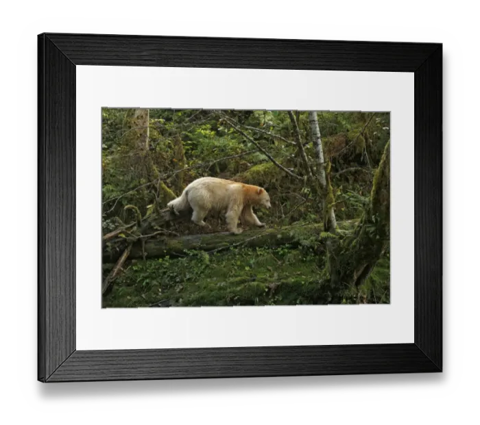 Framed Print : American Black Bear (Ursus americanus kermodei) Spirit Bear white morph, adult Framed Print : American Black Bear (Ursus americanus kermodei) Spirit Bear white morph, adult