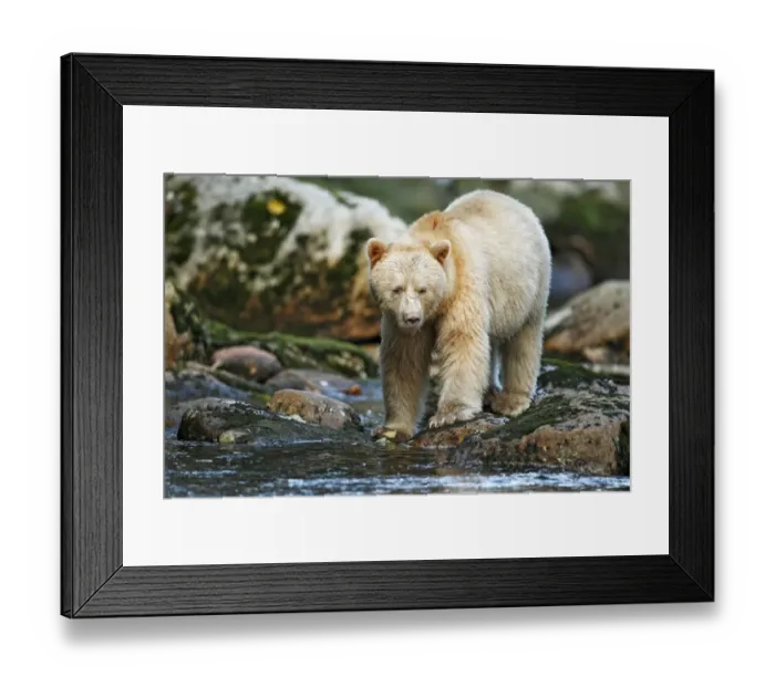 Framed Print : American Black Bear (Ursus americanus kermodei) Spirit Bear white morph, adult Framed Print : American Black Bear (Ursus americanus kermodei) Spirit Bear white morph, adult