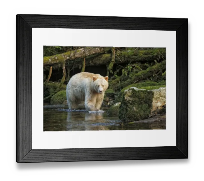 Framed Print : American Black Bear (Ursus americanus kermodei) Spirit Bear white morph, adult Framed Print : American Black Bear (Ursus americanus kermodei) Spirit Bear white morph, adult