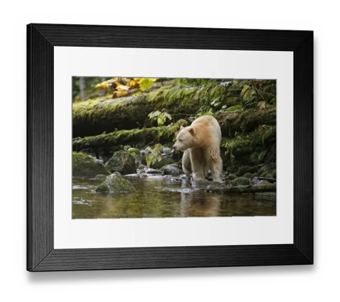 Framed Print : American Black Bear (Ursus americanus kermodei) Spirit Bear white morph, adult Framed Print : American Black Bear (Ursus americanus kermodei) Spirit Bear white morph, adult