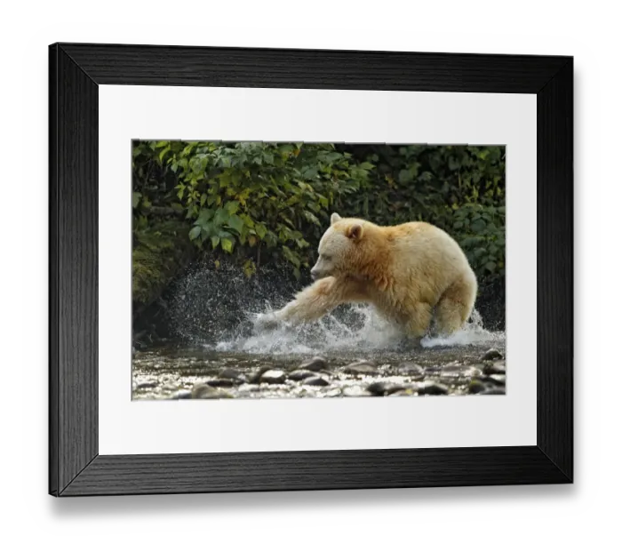 Framed Print : American Black Bear (Ursus americanus kermodei) Spirit Bear white morph, adult Framed Print : American Black Bear (Ursus americanus kermodei) Spirit Bear white morph, adult