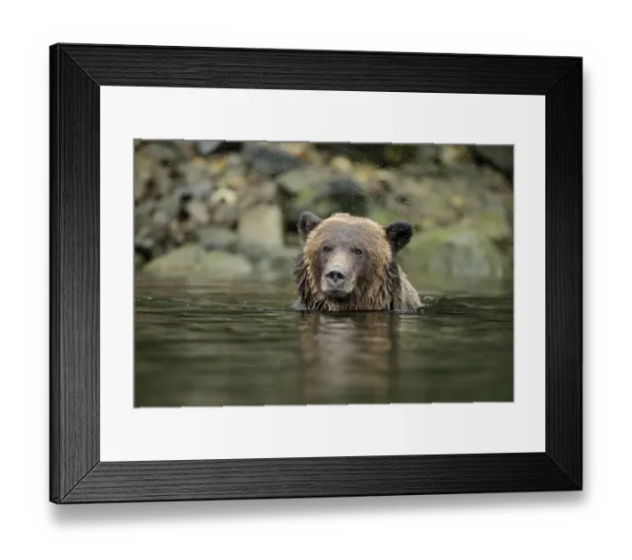 Framed Print : Grizzly Bear (Ursus arctos horribilis) adult female, with mosquitoes in flight around head Framed Print : Grizzly Bear (Ursus arctos horribilis) adult female, with mosquitoes in flight around head