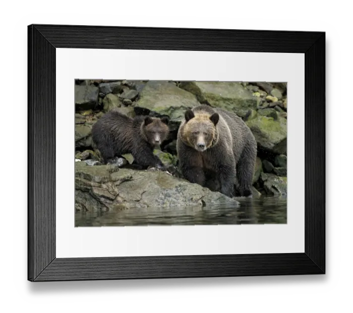 Framed Print : Grizzly Bear (Ursus arctos horribilis) adult female with cub, feeding on catch Framed Print : Grizzly Bear (Ursus arctos horribilis) adult female with cub, feeding on catch