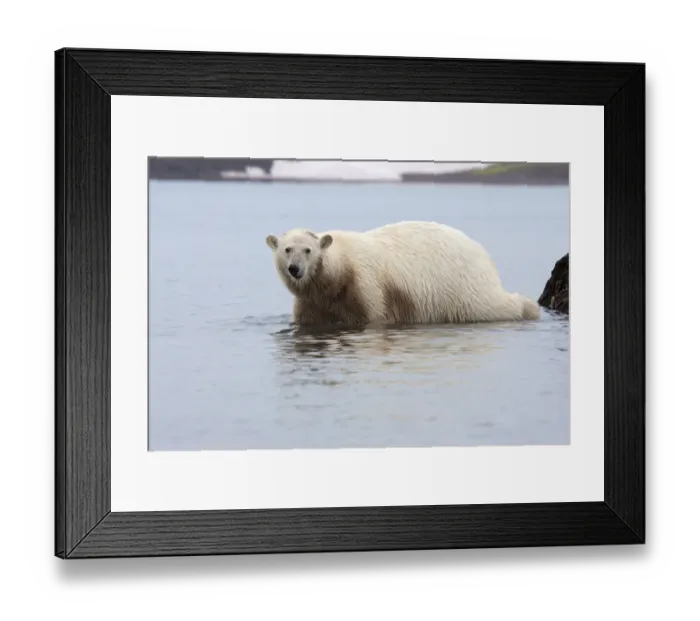Framed Print : Polar Bear (Ursus maritimus) adult, with stained fur, walking in shallow water of fjord, Woodfjorden, Spitzbergen Framed Print : Polar Bear (Ursus maritimus) adult, with stained fur, walking in shallow water of fjord, Woodfjorden, Spitzbergen
