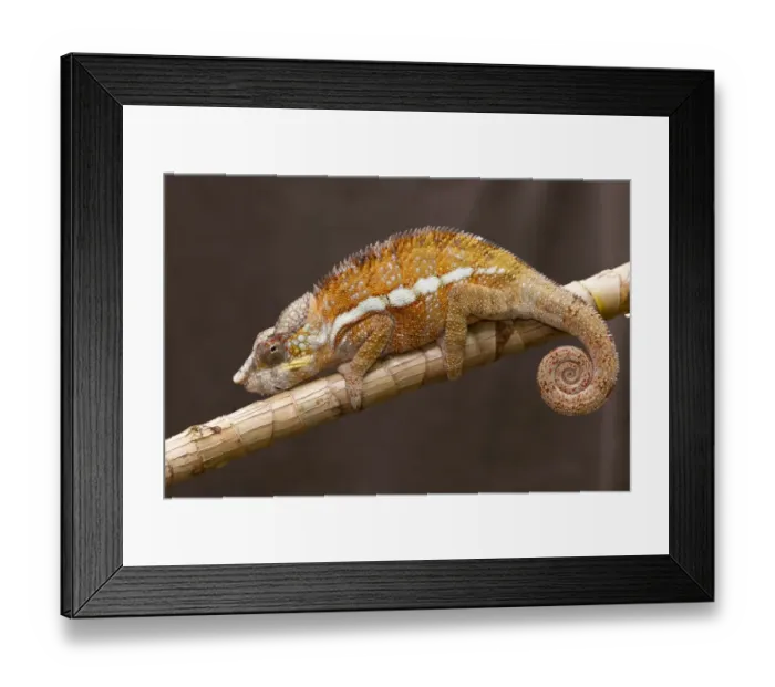 Framed Print : Panther Chameleon (Furcifer pardalis) adult male, clinging to branch, Madagascar, September Framed Print : Panther Chameleon (Furcifer pardalis) adult male, clinging to branch, Madagascar, September