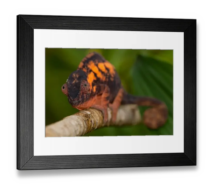 Framed Print : Panther Chameleon (Furcifer pardalis) adult female, clinging to branch, Madagascar, September Framed Print : Panther Chameleon (Furcifer pardalis) adult female, clinging to branch, Madagascar, September
