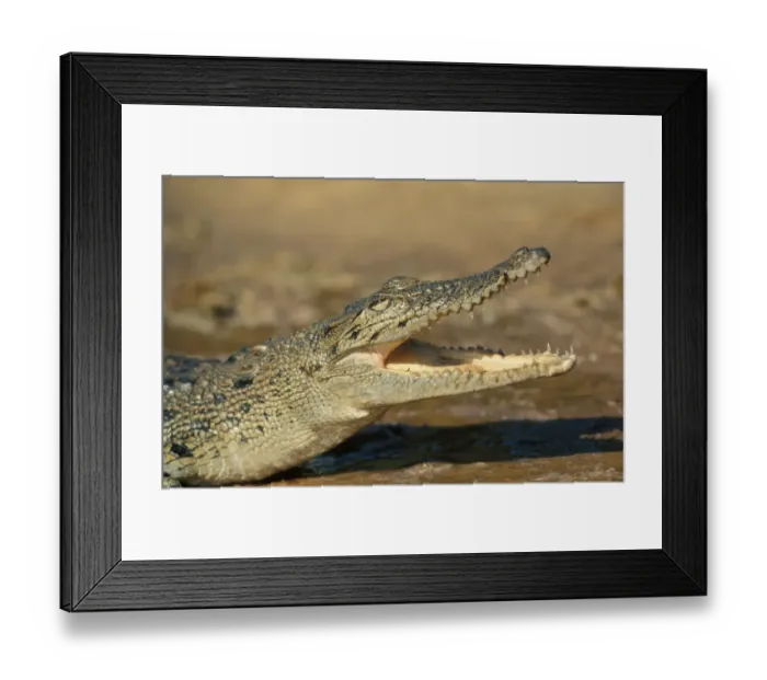 Framed Print : Crocodile - Marsh (Crocodylus palistris)Close-up of head with jaws open Framed Print : Crocodile - Marsh (Crocodylus palistris)Close-up of head with jaws open