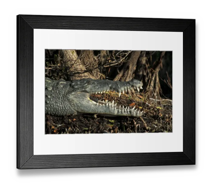 Framed Print : American Crocodile (Crocodylus acutus) Florida Framed Print : American Crocodile (Crocodylus acutus) Florida