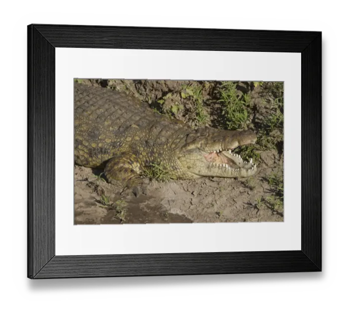 Framed Print : Nile Crocodile (Crocodylus niloticus) adult, close-up of head and front leg, with mouth open, resting on riverbank Framed Print : Nile Crocodile (Crocodylus niloticus) adult, close-up of head and front leg, with mouth open, resting on riverbank