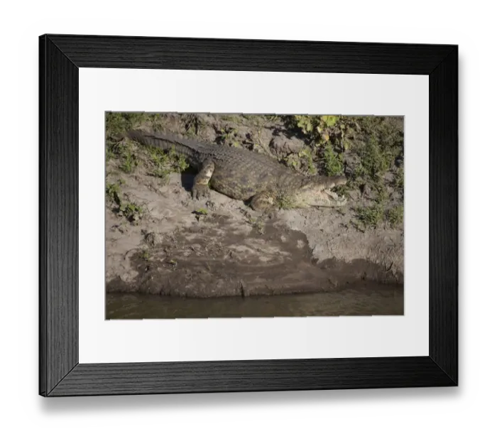 Framed Print : Nile Crocodile (Crocodylus niloticus) adult, with mouth open, resting on riverbank, Talek River, Masai Mara, Kenya Framed Print : Nile Crocodile (Crocodylus niloticus) adult, with mouth open, resting on riverbank, Talek River, Masai Mara, Kenya