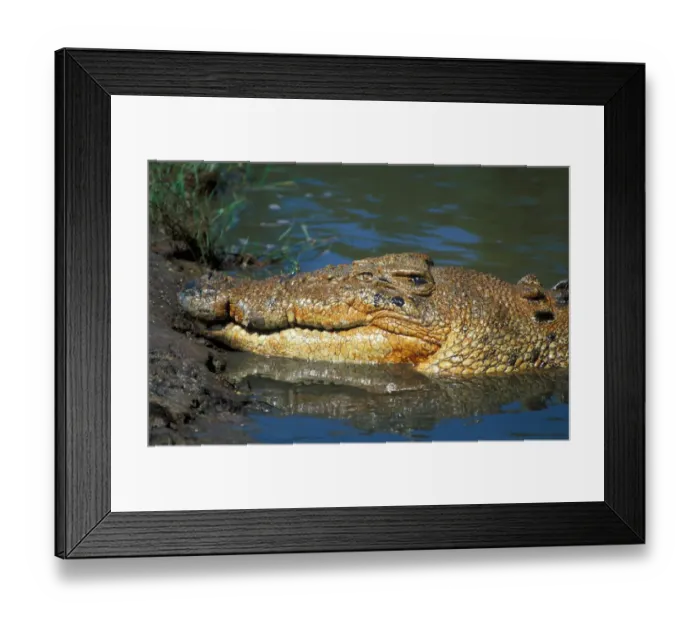 Framed Print : Salt-water Crocodile (Crocodylus porosus) Close-up of head resting at edge of river / Australia Framed Print : Salt-water Crocodile (Crocodylus porosus) Close-up of head resting at edge of river / Australia