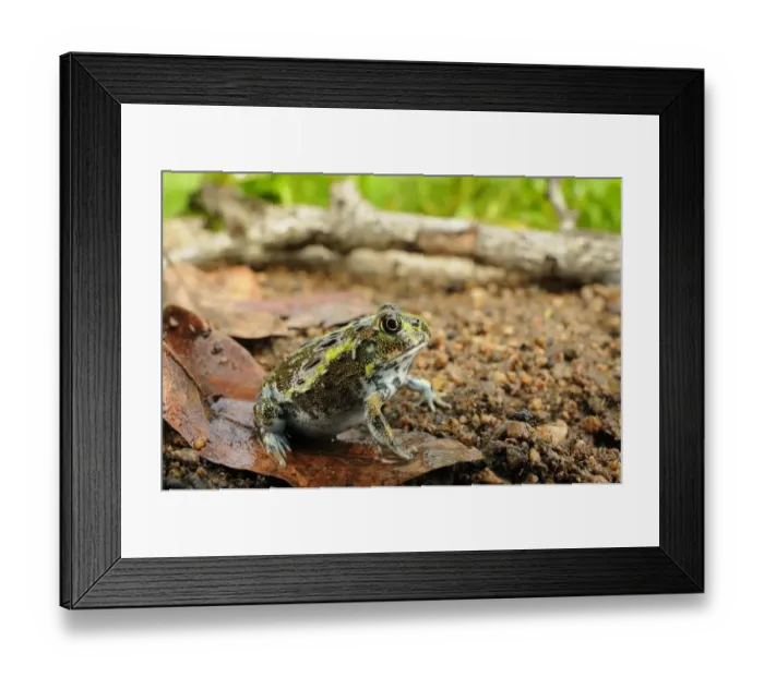 Framed Print : Giant Bullfrog (Pyxicephalus adspersus) young, sitting on fallen leaf, Ruaha N. P. Tanzania, january Framed Print : Giant Bullfrog (Pyxicephalus adspersus) young, sitting on fallen leaf, Ruaha N. P. Tanzania, january